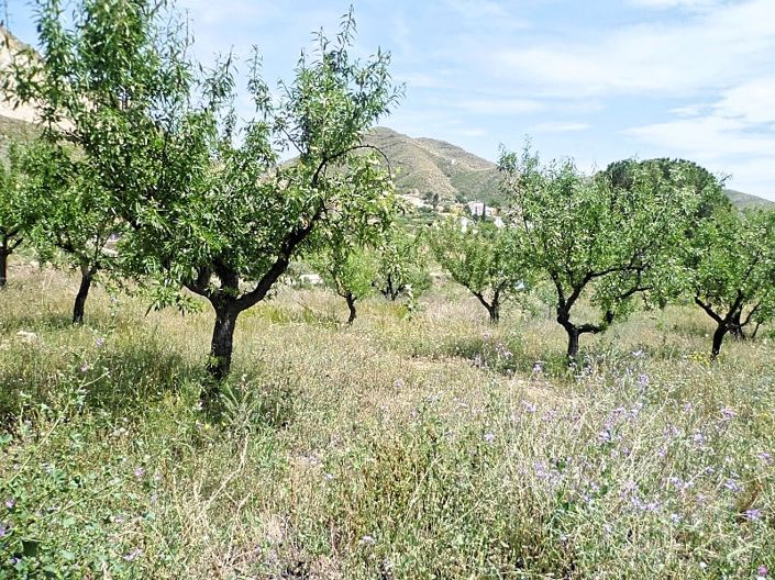 Image No.24-2 Bed Cortijo for sale