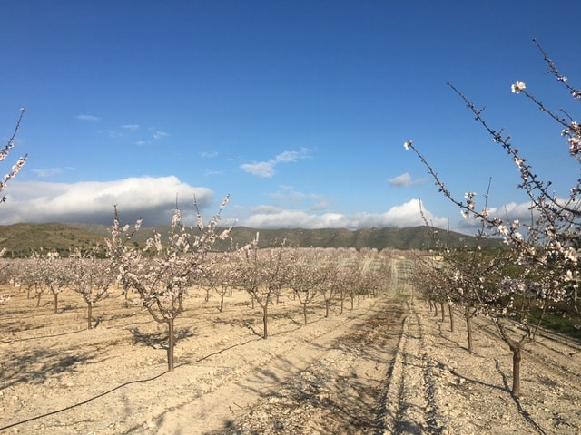 Image No.62-8 Bed Townhouse for sale