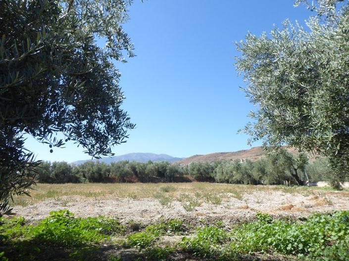 Image No.29-3 Bed Cortijo for sale