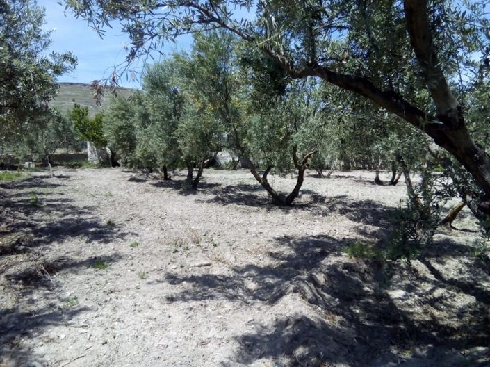 Image No.44-3 Bed Cortijo for sale