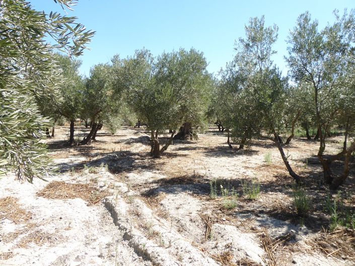 Image No.49-3 Bed Cortijo for sale