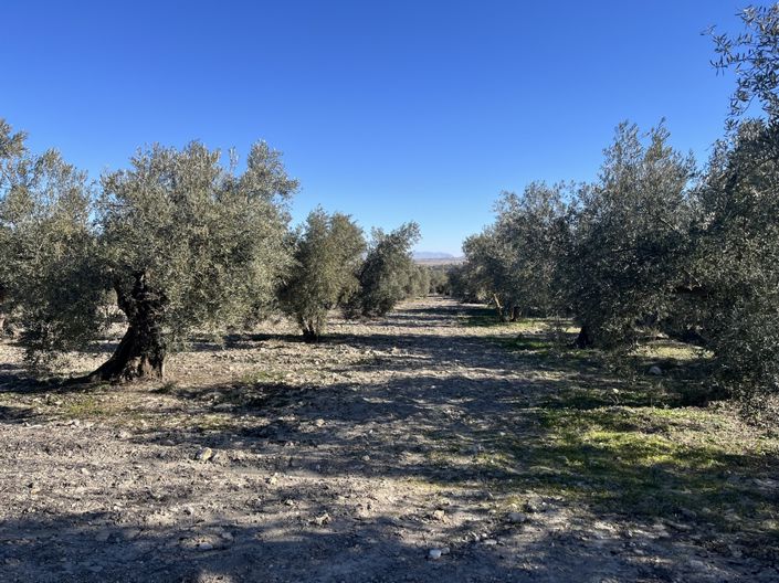 Image No.39-5 Bed Cortijo for sale