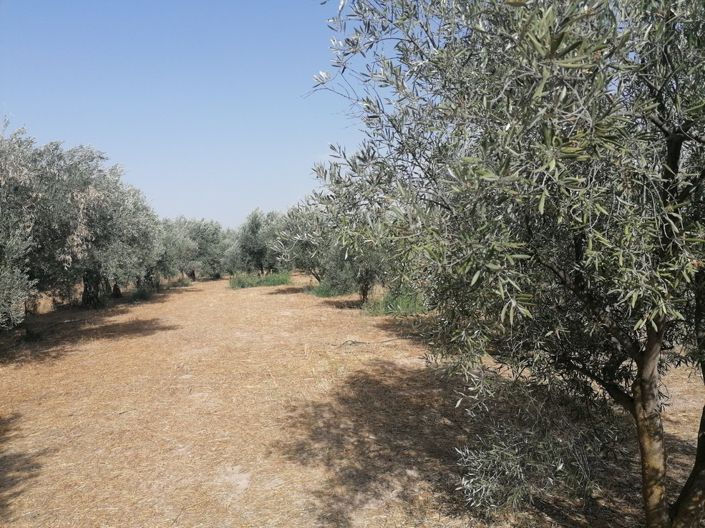 Image No.26-3 Bed Cortijo for sale