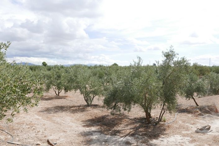 Image No.16-1 Bed Cortijo for sale