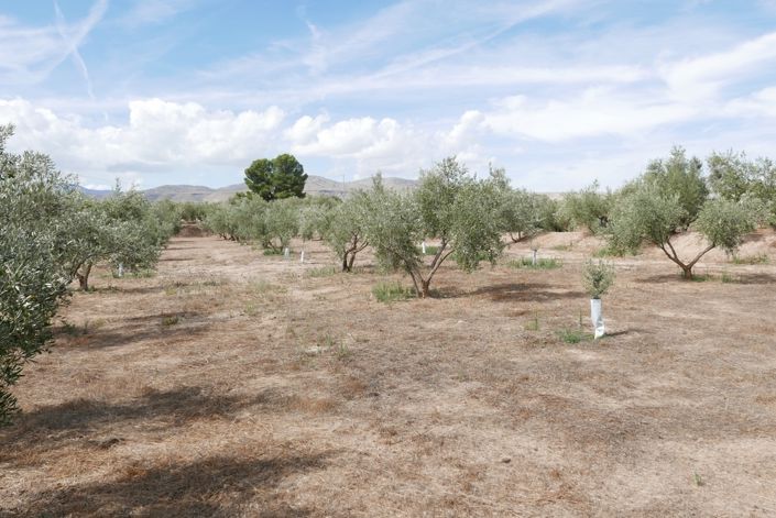 Image No.20-1 Bed Cortijo for sale