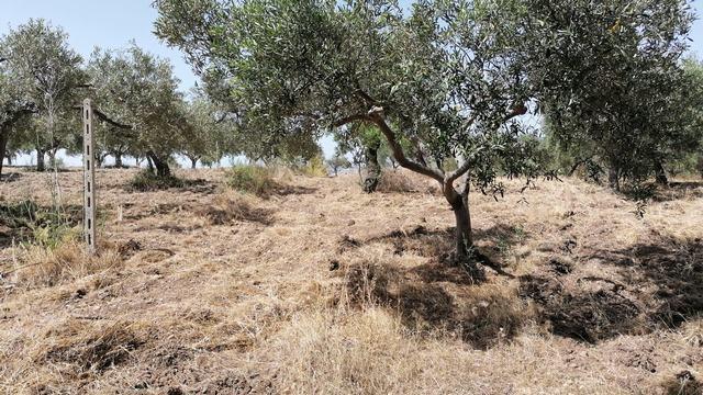 Image No.15-4 Bed Villa for sale