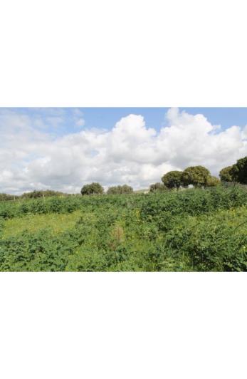 Image No.3-Land for sale