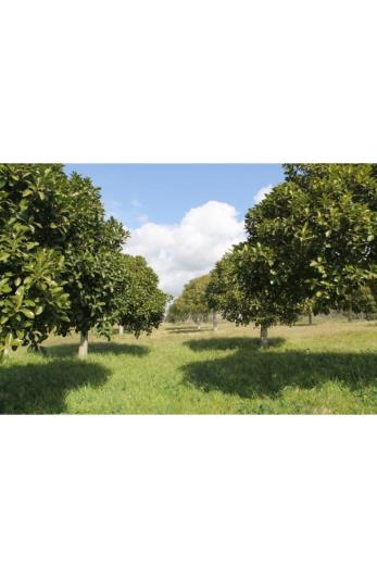 Image No.7-Land for sale