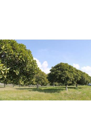 Image No.8-Land for sale