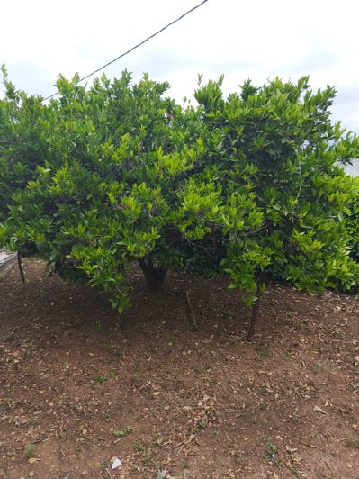 Image No.22-3 Bed House for sale