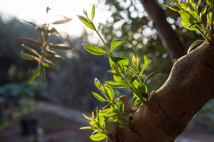 Image No.37-3 Bed Villa for sale