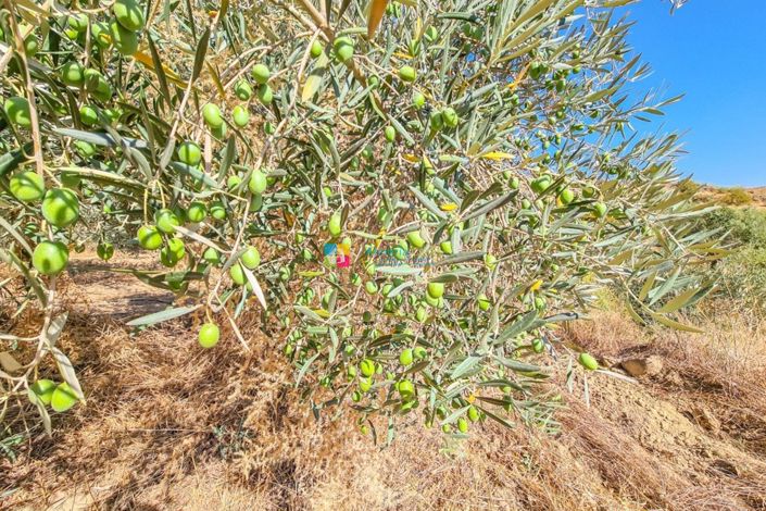 Image No.30-4 Bed Country House for sale