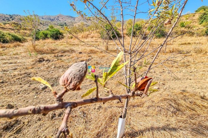 Image No.36-4 Bed Country House for sale