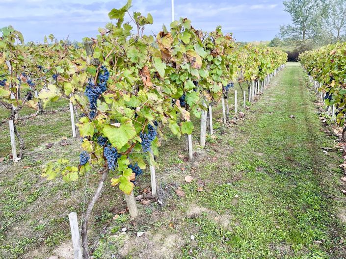 Image No.12-5 Bed House for sale