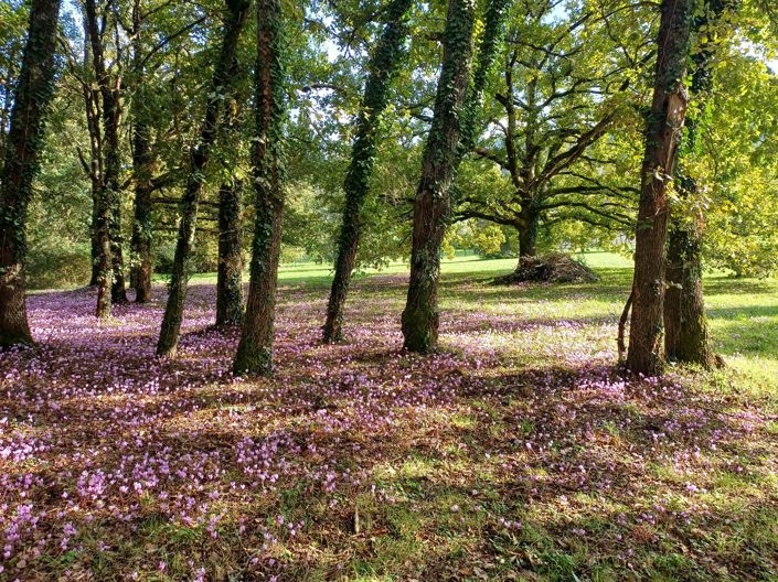 Image No.14-4 Bed House for sale