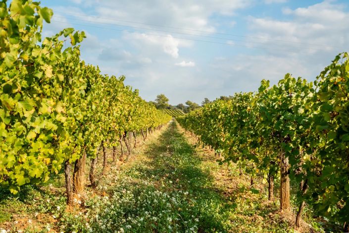 Image No.5-House for sale