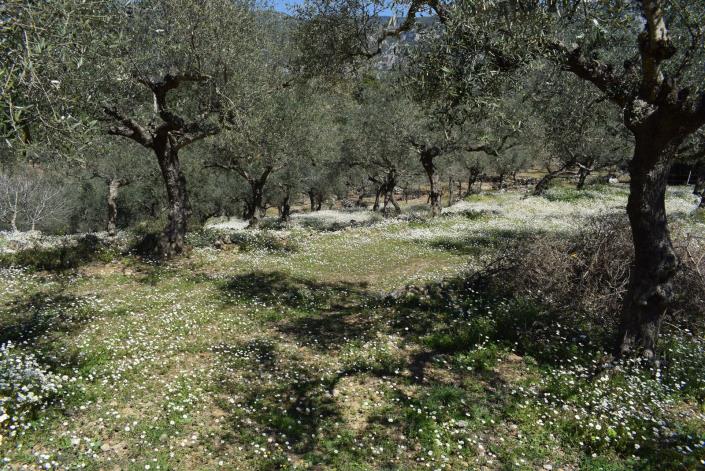 Image No.6-Bungalow for sale