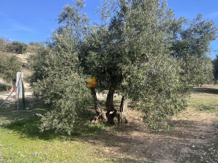 Image No.42-3 Bed Property for sale