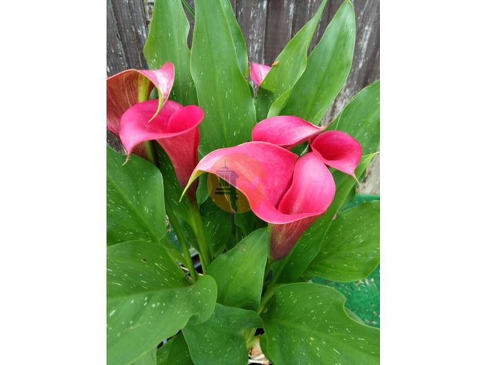 Image No.19-Plot for sale