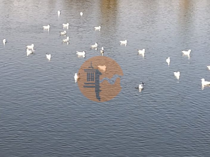 Image No.14-Plot for sale