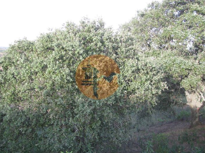 Image No.34-Plot for sale