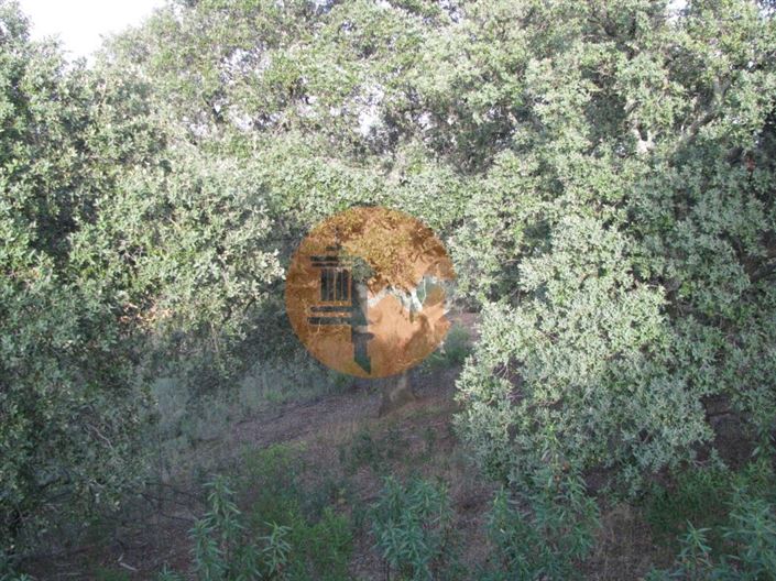 Image No.35-Plot for sale