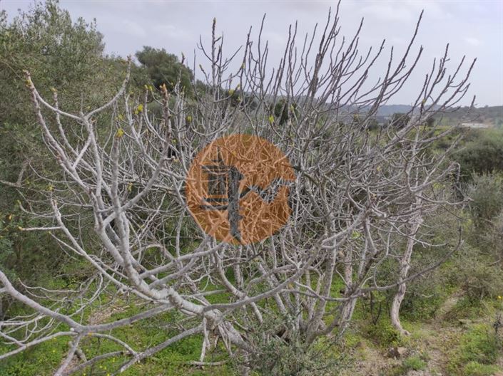 Image No.20-Plot for sale