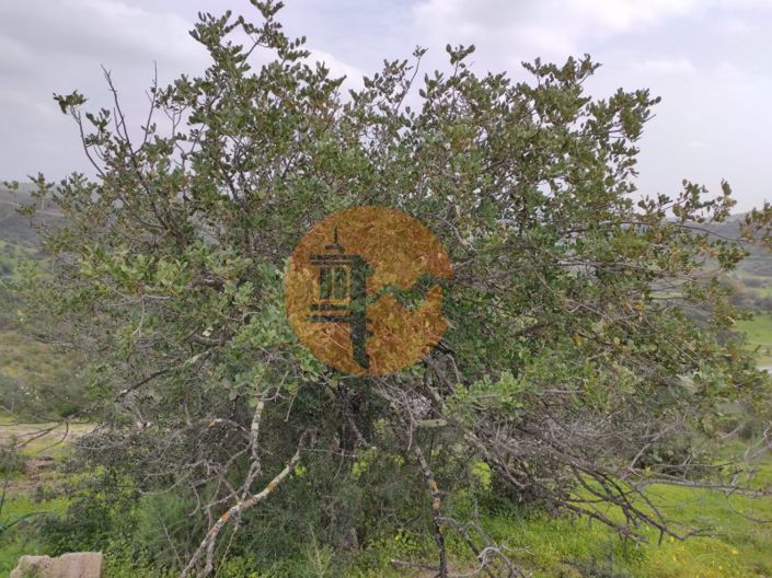 Image No.23-Plot for sale