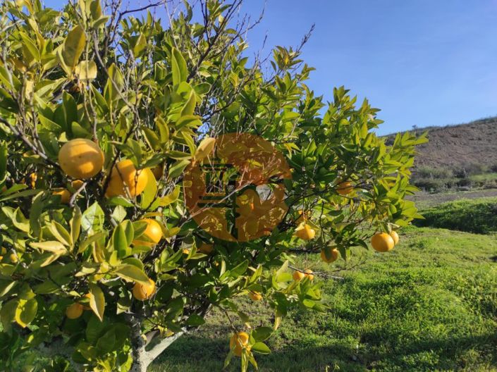 Image No.32-Plot for sale