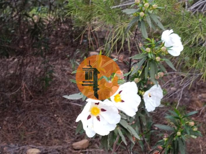 Image No.33-Plot for sale