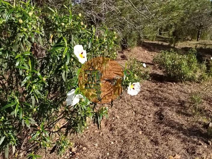 Image No.26-Plot for sale