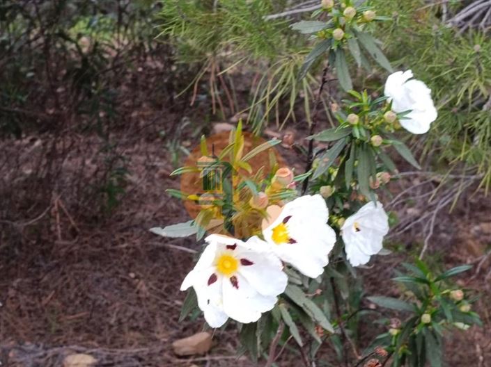 Image No.28-Plot for sale