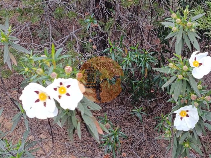 Image No.37-Plot for sale