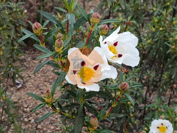 Image No.25-Plot for sale