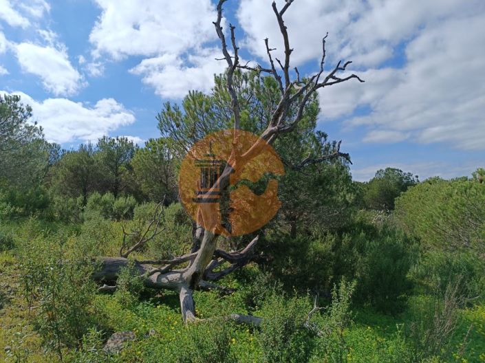 Image No.29-Plot for sale