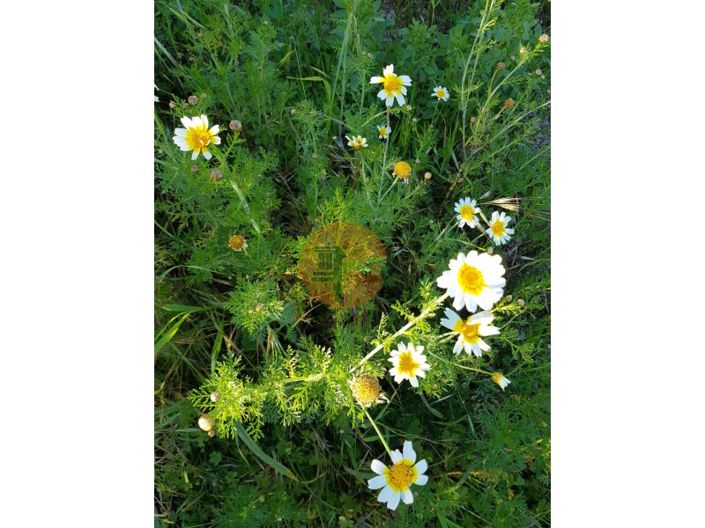 Image No.41-Plot for sale