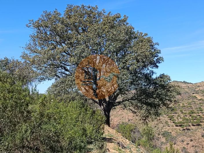 Image No.3-Plot for sale