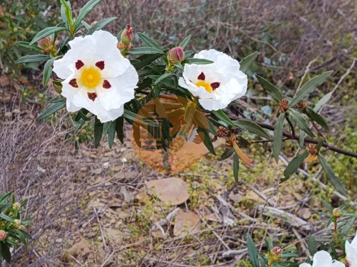 Image No.31-Plot for sale