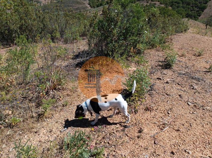 Image No.4-Plot for sale