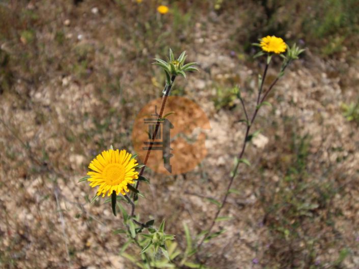 Image No.12-Plot for sale