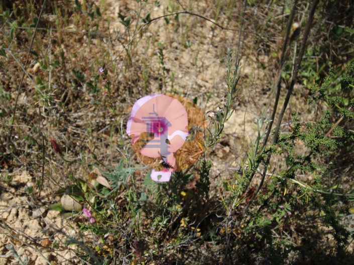 Image No.13-Plot for sale