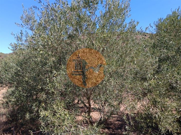 Image No.58-Plot for sale