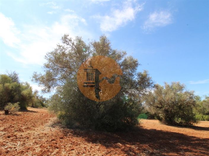 Image No.4-Plot for sale