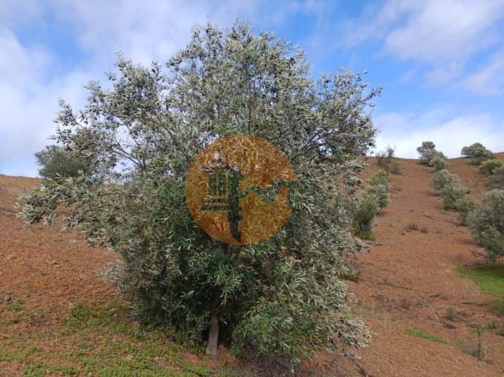 Image No.3-Plot for sale