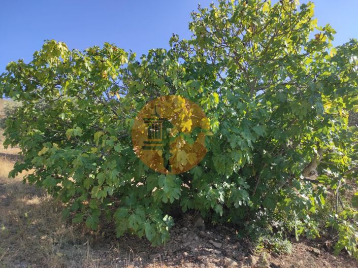 Image No.26-Plot for sale