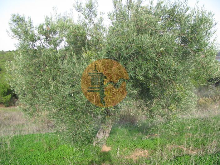 Image No.37-Plot for sale