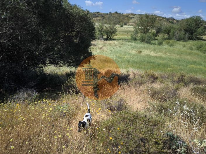 Image No.21-Plot for sale