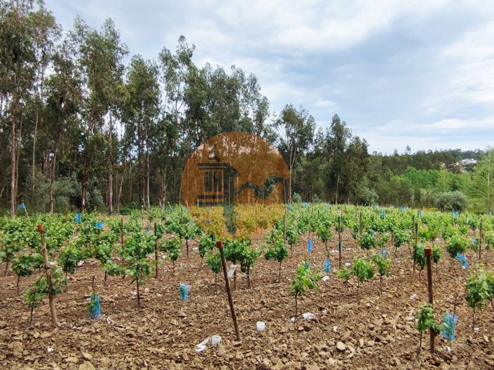 Image No.3-Plot for sale