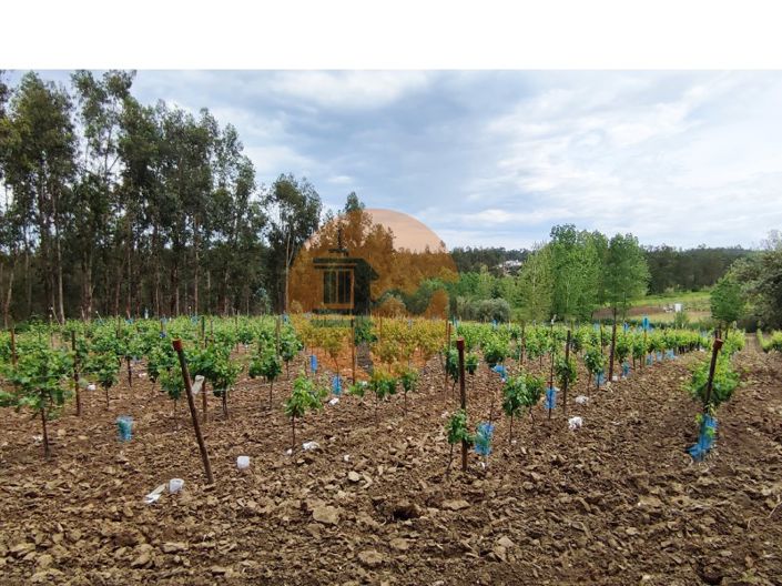 Image No.8-Plot for sale