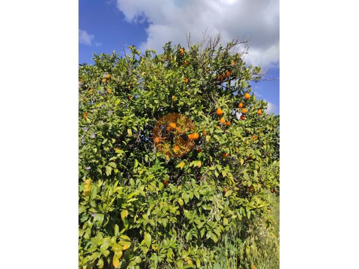 Image No.20-Maison de 2 chambres à vendre à Castro Marim